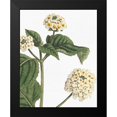 thumbnail image 2 of Wild Apple Portfolio 12x14 Black Modern Framed Museum Art Print Titled - Botanique Bleu I on White no Words, 2 of 5