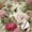 Colourful2, variant on Vintage Peony Butterfly Wallpaper Peel and Stick Waterproof, Farmhouse Rustic Floral Wall Decor for Living Room Bedroom Bathroom Kitchen Cabinet Drawer Dorm Room 17.7 * 78.5 in