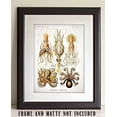 thumbnail image 5 of Antique Octopus Print - 11x14 Unframed Art Print - Great Wall Decor, 5 of 6