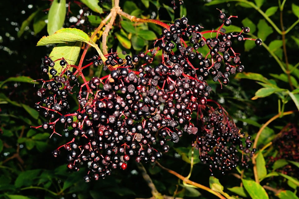 Black Lilac Berry Berries Elder Black Elderberry20 Inch By 30 Inch