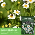 thumbnail image 5 of 5 Packs Feverfew Seeds - Bachelor's Buttons - Non-GMO Heirloom Perennial Herb Full Sun, 5 of 8
