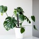 thumbnail image 2 of 2 piezas de postes de musgo para plantas trepadoras, postes de monstera, pilar de cuerda, 2 of 6