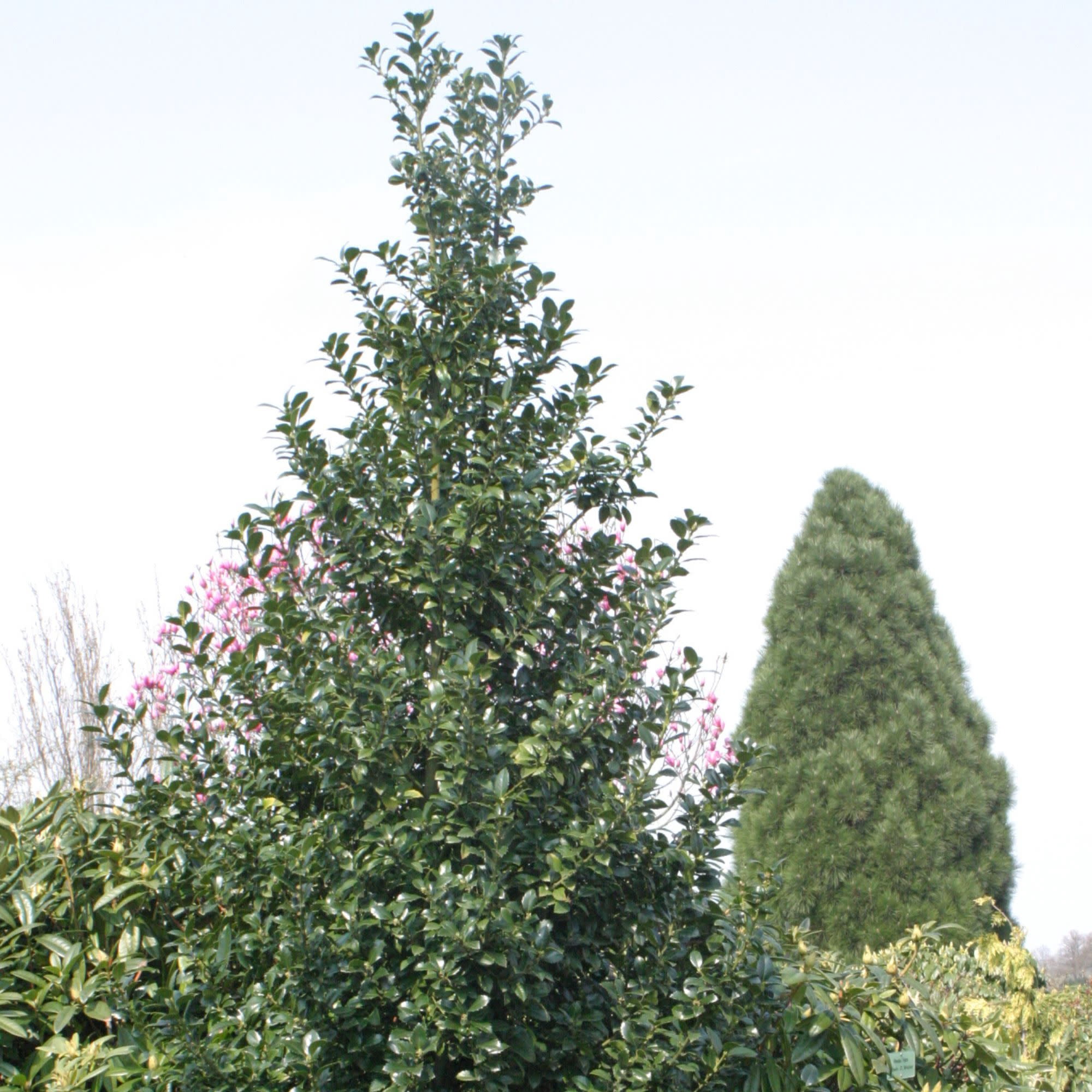 Proven Winners ColorChoice 5" Castle Spire Blue Holly Live Plant in 4.5" Pot (4 Count)