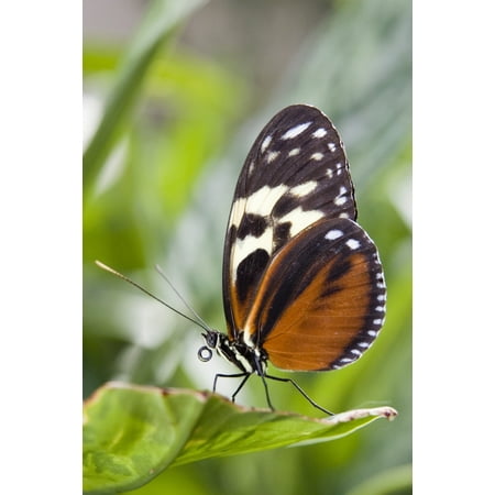 Tiger Longwing Butterfly (Heliconius Hecale) Resting On Leaf Niagara Butterfly Conservatory Niagara Falls Ontario Canada Canvas Art - Henry Georgi Photography Inc Design Pics (22 x 34)
