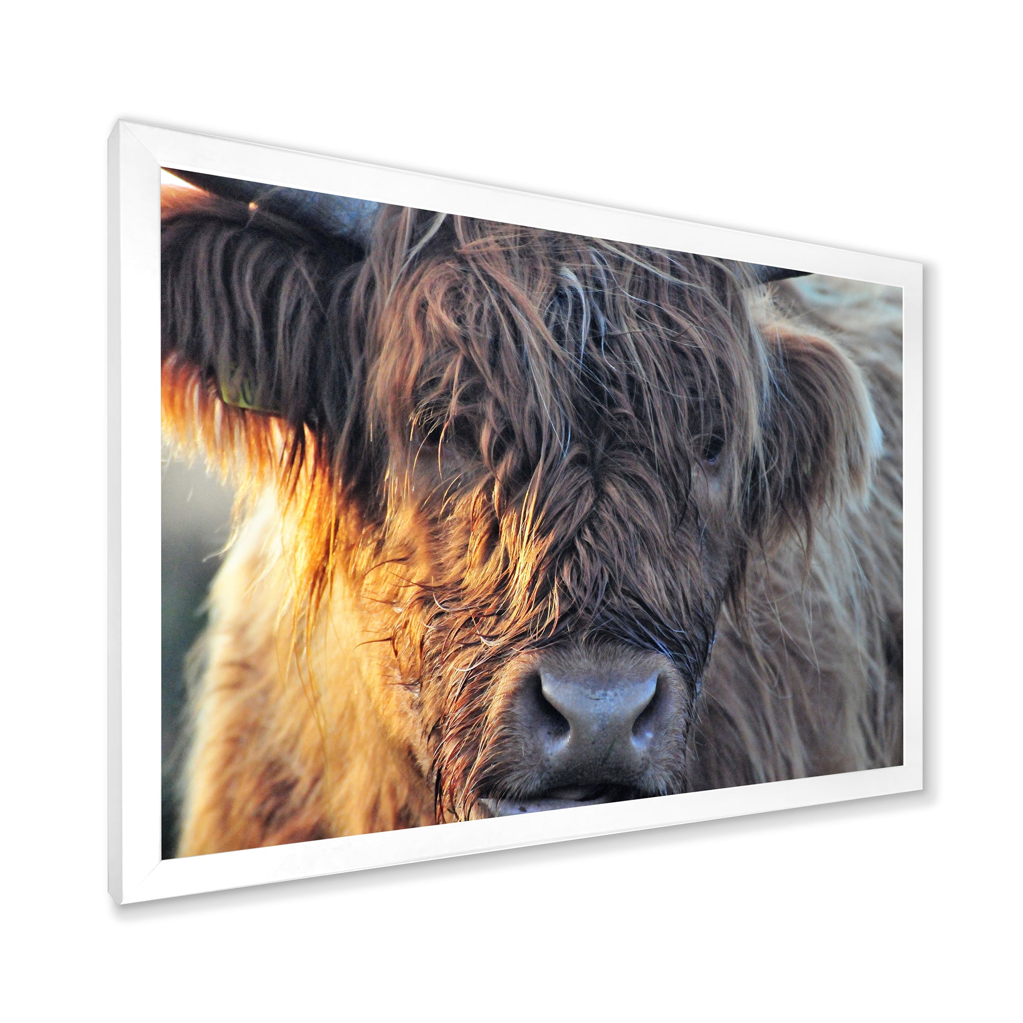 Designart 'Close Up Of Scottish Cow On Moorland III' Farmhouse Framed Art Print