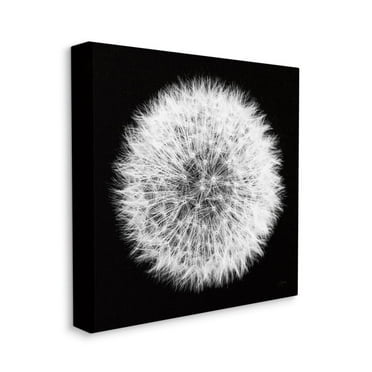 Stupell Industries Dandelion Floral Fluff Flower Black White Photograph Canvas Wall Art Design by Aledanda, 36" x 36"