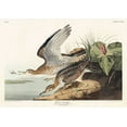 thumbnail image 2 of Audubon, John James 24x18 White Modern Wood Framed Museum Art Print Titled - Bartram Sandpiper, 2 of 4