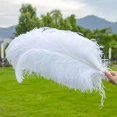 thumbnail image 2 of 10 piezas/lote de plumas de avestruz blancas naturales para manualidades, 15-45 cm, decoración de bodas, fiestas, centros de mesa, carnaval, Plumas Deco, 2 of 5