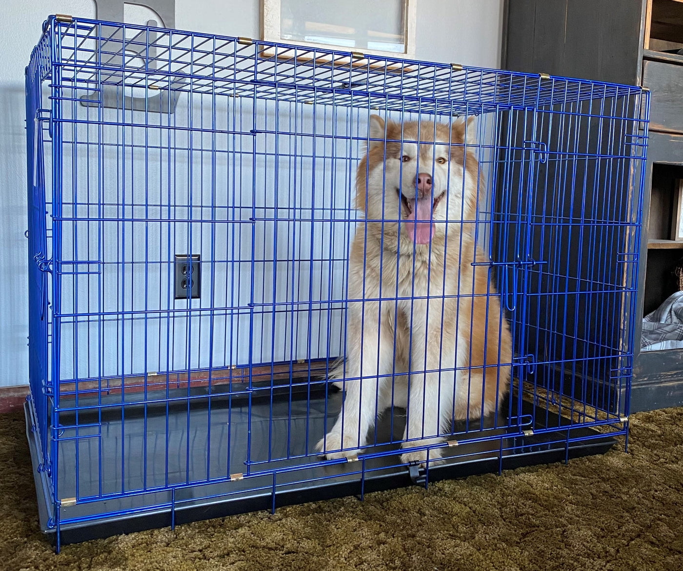 Pet Expressions 48 Inch Blue Colored Metal Wire Dog Crate - Available in Various Sizes and Colors