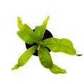 thumbnail image 2 of Nepenthes Ampullaria BAU Green, 2 inch, Winged Pitcher Rare Carnivorous Plant, 2 of 7