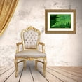 thumbnail image 3 of Horton, Janet 14x11 Gold Ornate Wood Framed with Double Matting Museum Art Print Titled - Issaquah-Washington State-USA Lady fern plant, 3 of 4