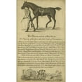 thumbnail image 3 of Unknown 16x24 Black Modern Framed Museum Art Print Titled - Horse Portraiture VIII, 3 of 5