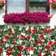 thumbnail image 3 of Expanding Fence Retractable Fence, Artificial Garden Plant Fence Protected, 3 of 3