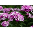 thumbnail image 2 of Sweet William Dianthus Mix Flower Seeds, 1000 Flower Seeds Per Packet, Dianthus barbatus, 2 of 8