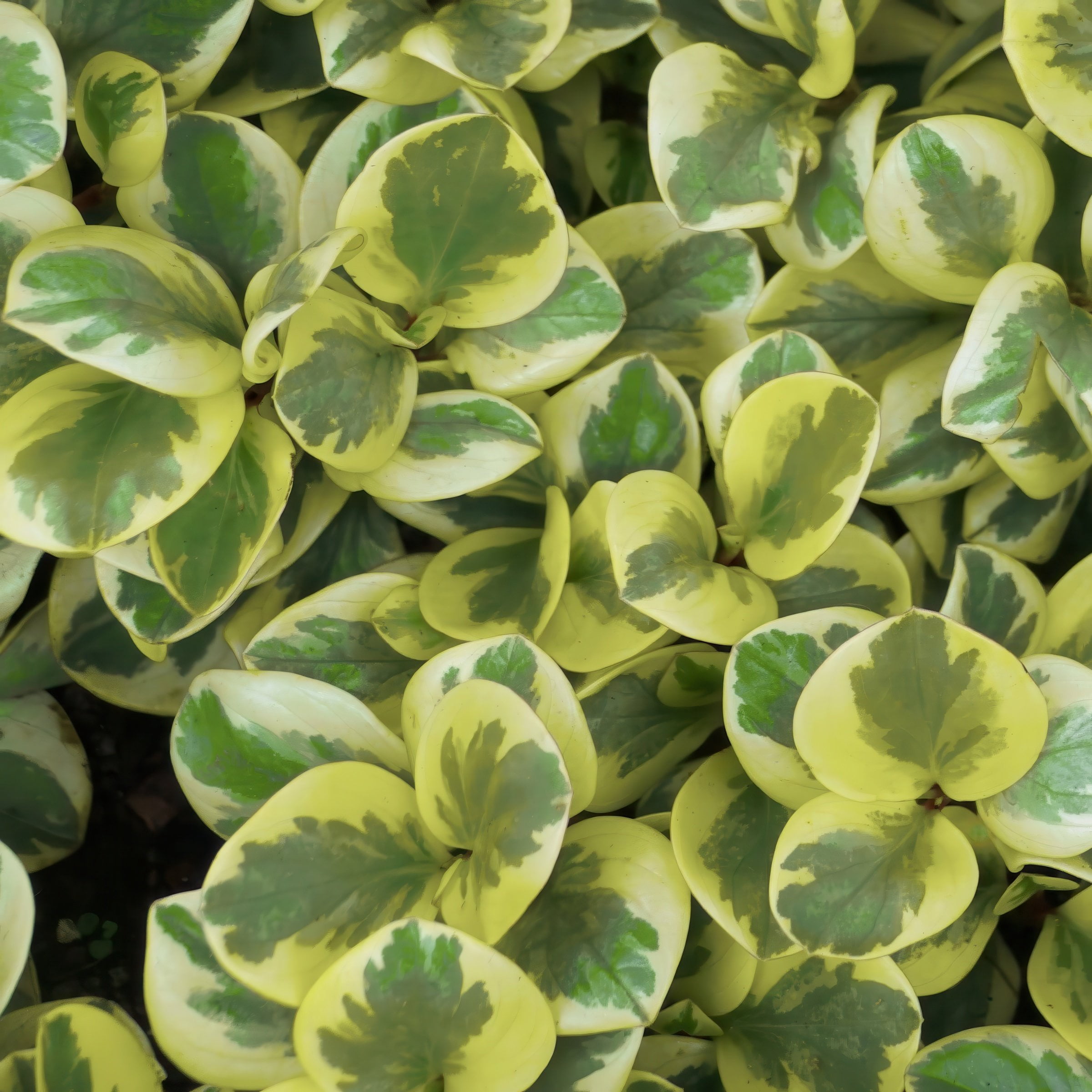 6 in. Peperomia Citrus Twist Plant in Grower Container