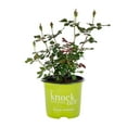 thumbnail image 4 of The Knock Out® Family of Roses 'The Red Double Knock Out® Rose' Live Shrub in 1-Gallon Grower Pot, 4 of 11