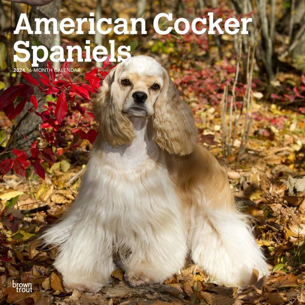 Browntrout, American Cocker Spaniels 2024 Wall Calendar