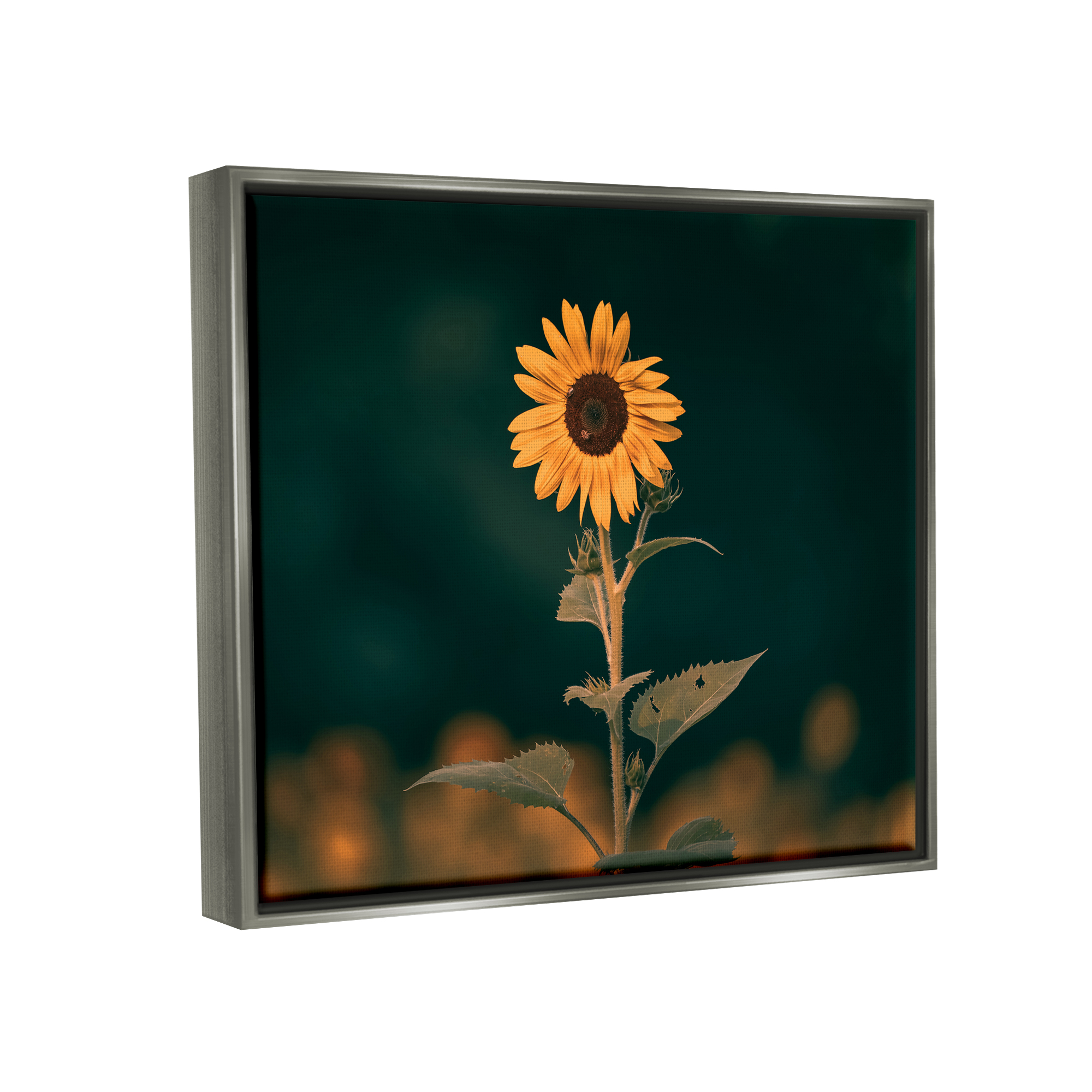 Stupell Industries Dark Sunflower Nature Botanical & Floral Photography Gray Floater Framed Canvas Art Print Wall Art, 31 x 25
