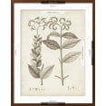 thumbnail image 5 of Art.com Antique Sepia Botanicals VI Art Print by 0 Unknown, Brown Frame Wall Art, 23" x 29", 5 of 5