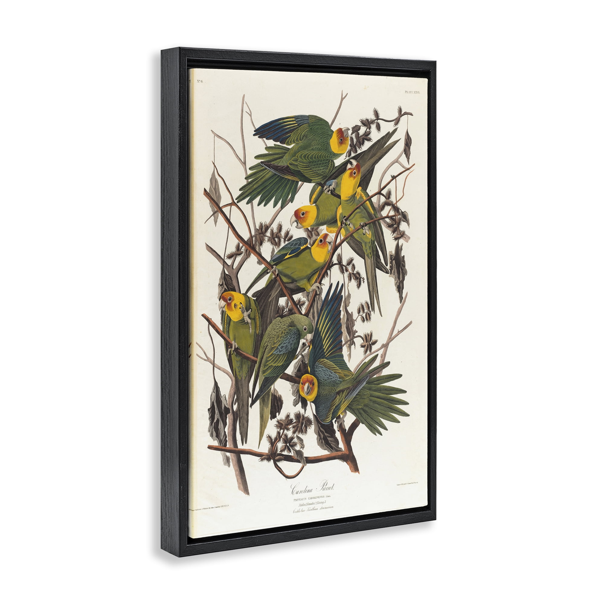 Stupell Industries Classic Carolina Parrot Study Animals Painting Black Floater Framed Canvas Art Print Wall Art, 17 x 25