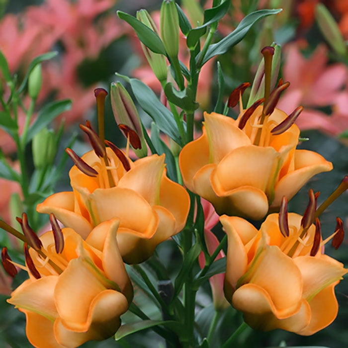 Lily Bulbs Apricot Fudge 6 Bulbs Orange Flower Bulbs, Bulb