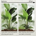 thumbnail image 2 of Plant Clips, Secured Plastic Plant Clip Reusable Plant Support Clips Plant Fixing Clips for Climbing Plants Plastic Clips Plant Support Clips Tomato Grape Vine Plant Support Clips, Rattan Clip, 2 of 9