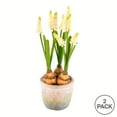 thumbnail image 3 of Vickerman 10" Artificial Yellow Hyacinths in Container, Pack of 2, 3 of 3