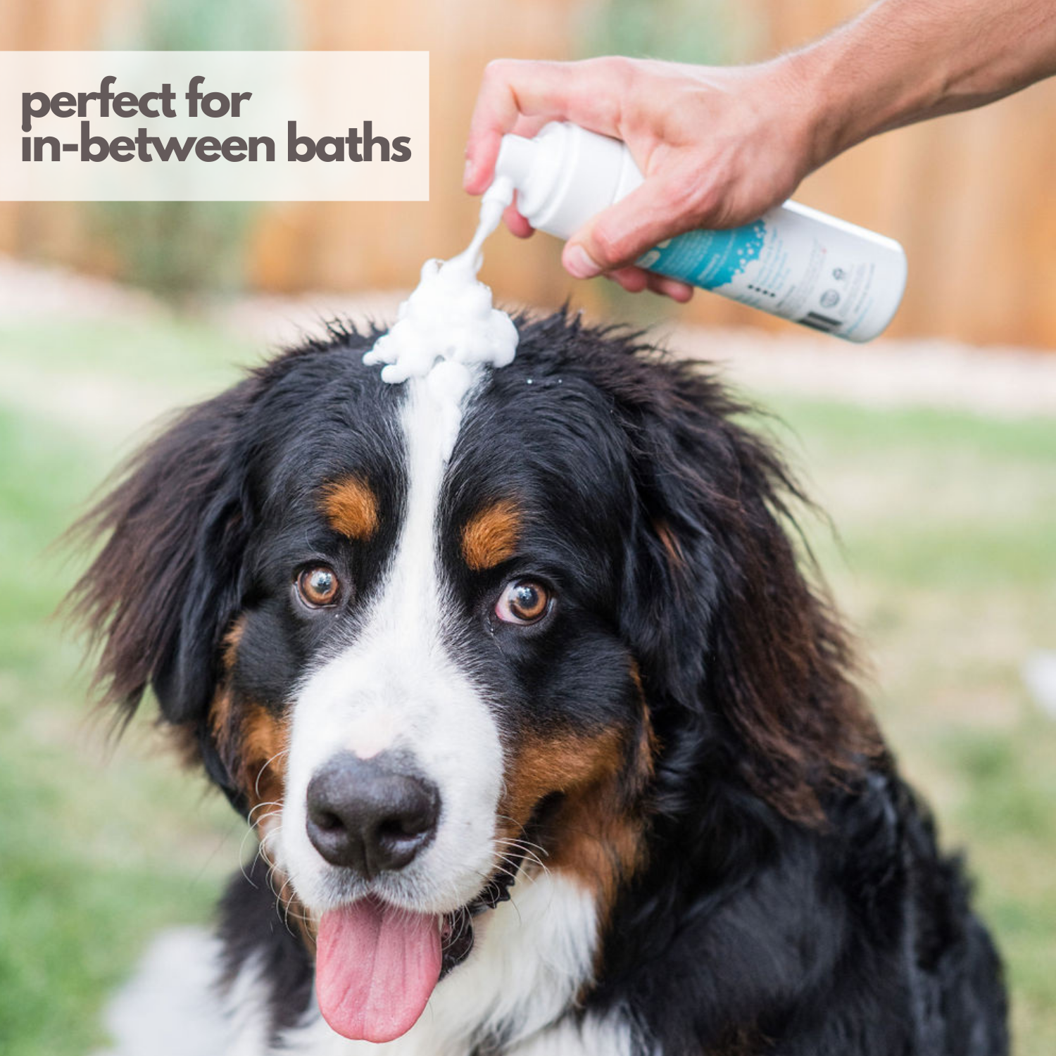 Mighty Mutt Waterless Foam Dry Shampoo for Dogs photo 2