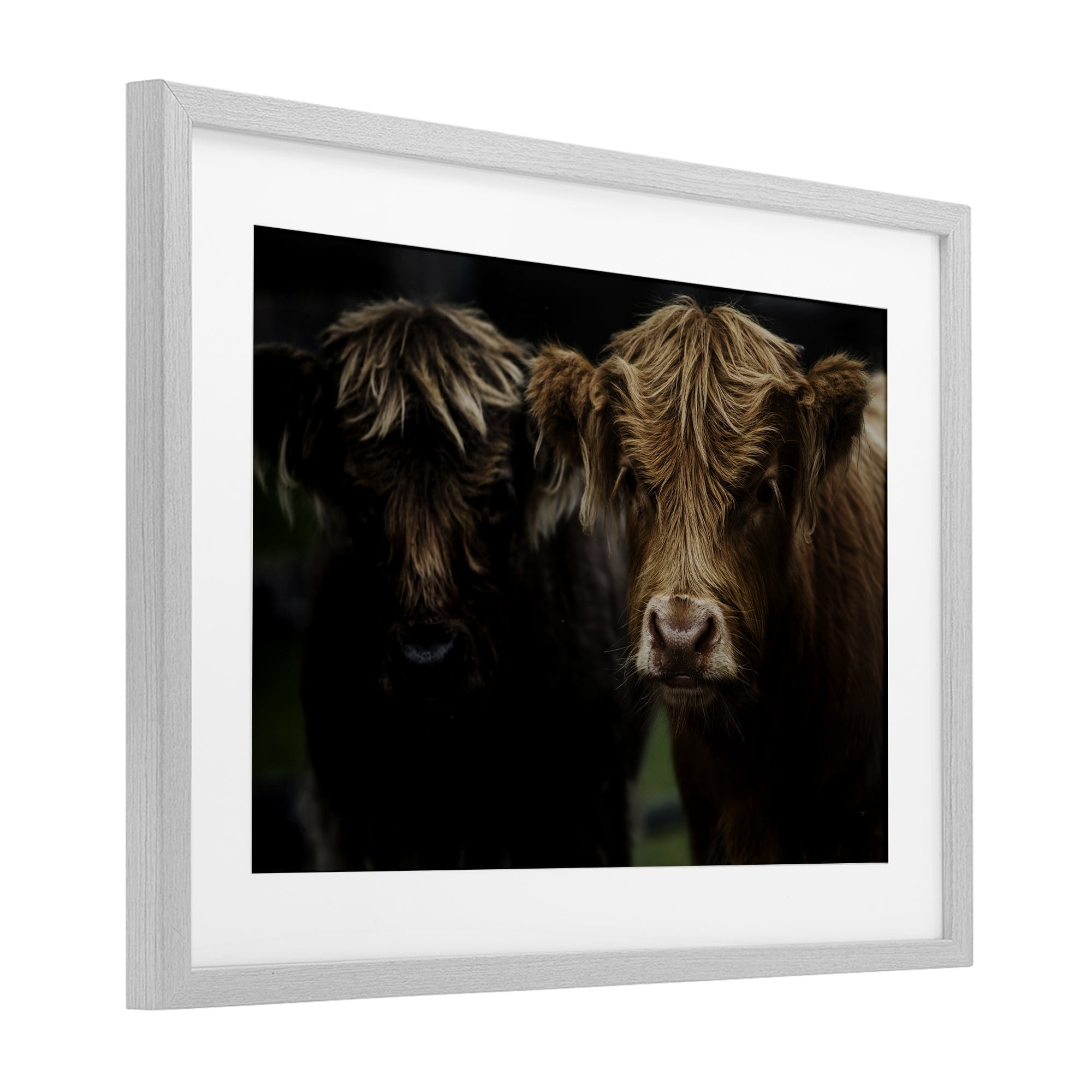 Cow Faces Highland Pair Gray Framed Print Under Glass, design by Amy Carroll