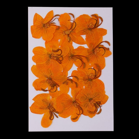 Pack Of 12 Pieces (1.18-1.57inch ) Pressed Real Flower Cassiae Flower Dried Flowers For Jewelry Making Crafts