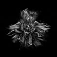 thumbnail image 2 of Carson, Brian 12x12 Black Ornate Wood Framed with Double Matting Museum Art Print Titled - Black And White Peony III, 2 of 4