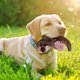 thumbnail image 5 of Juguete Masticable Para Cachorros Juguetes Masticables Indestructibles Para Perros Que Muerden Con Fuerza Juguete Masticable De Maíz Para Cachorros Limpieza Dental Y Entrenamiento Artículos Para Cac, 5 of 7