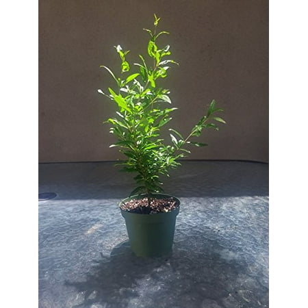 Dwarf Pomegrante Tree Container/Patio/Bonsai Size (Best Dwarf Trees For Containers)