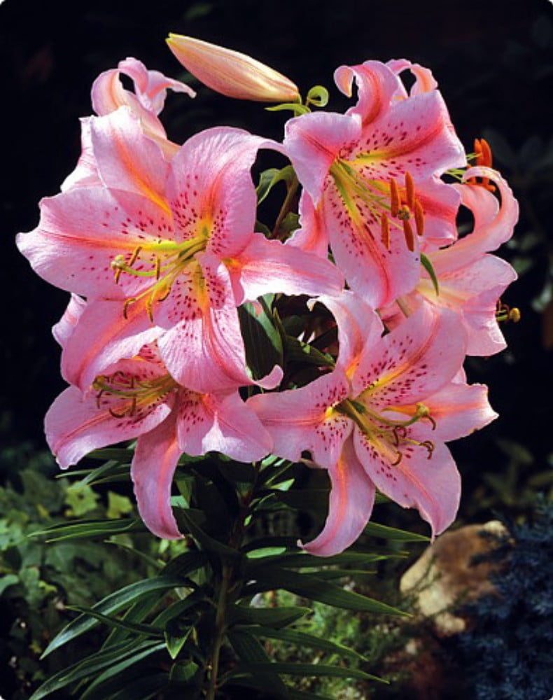 Josephine Oriental Lily 2 Bulbs 16/18 cm Royal Horticultural