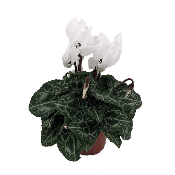 White Persian Violet - Cyclamen - House Plant - 2.5" Pot