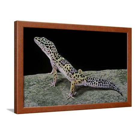 Eublepharis Macularius (Leopard Gecko) Framed Print Wall Art By Paul