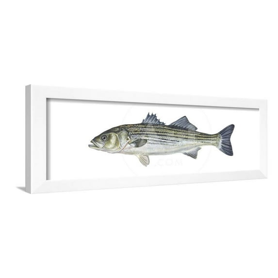 Striped Bass Roccus Saxatilis, Fishes, Animals Framed Art Print Wall Art by Encyclopaedia Britannica Sold by Art.Com