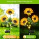 thumbnail image 3 of Solar Lights Outdoor Garden Decor - Upgraded 3 Pack Solar Garden Lights with 9 Sunflower Lights, Waterproof Solar Outdoor Lights Auto ON/Off Solar Dec, 3 of 4