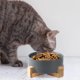 thumbnail image 3 of Cuenco de cerámica para perros y gatos con soporte, juego de cuencos modernos y pesados para mascotas para gatos y perros, 3 of 5