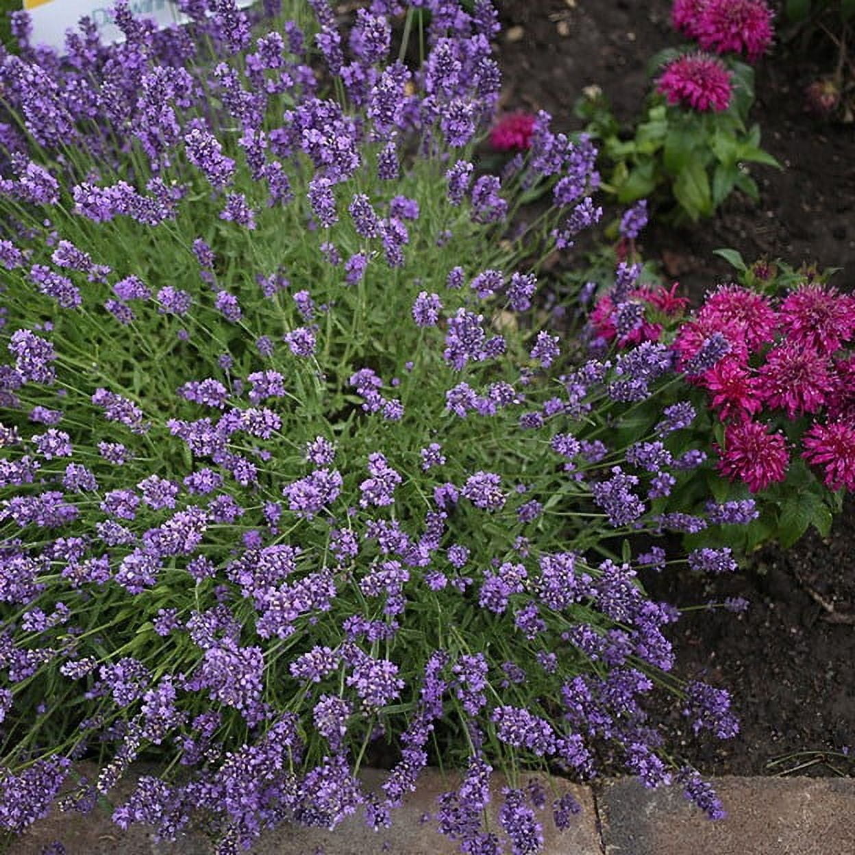 Expert Gardener 2.5 Quart Purple English Lavender Perennial Outdoor Live Plants Full Sun