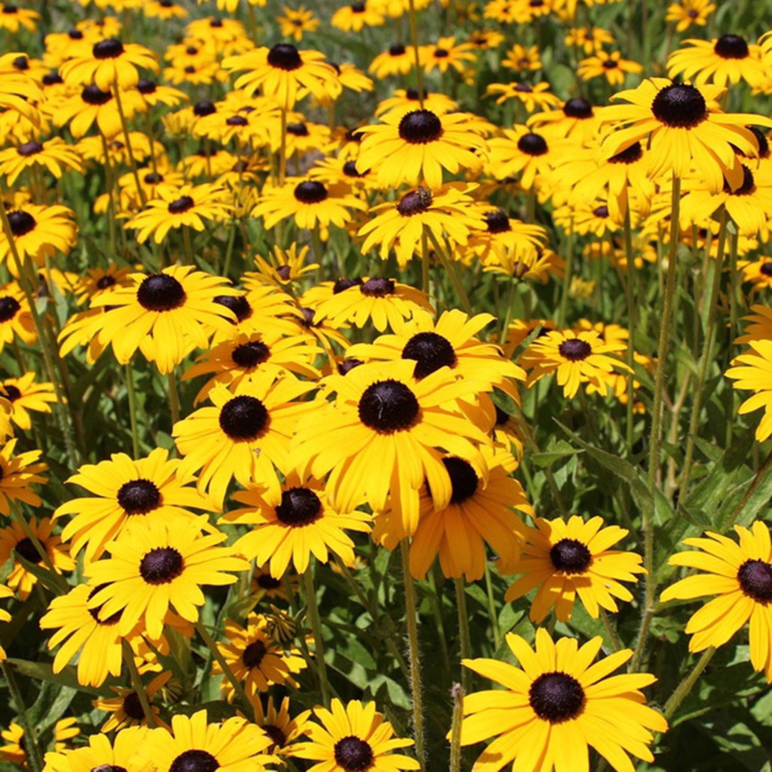 2.5 Qt. Goldsturm Rudbeckia (Black-eyed Susan) - Perennial Plant with Large Vibrant Yellow Blooms