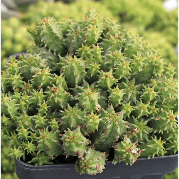 Euphorbia Monstrose Plant Live for Planting - African Milk Barrel Plant - Rare Succulent Plant - 2 Inch Pot