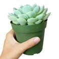 thumbnail image 5 of Echeveria Elegans (4"+ Plastic Pot) - Mexican Snowballs - Tiny, Lovely, Easy to Care Rosette Succulents - Live Succulents for Indoor Places, 5 of 8