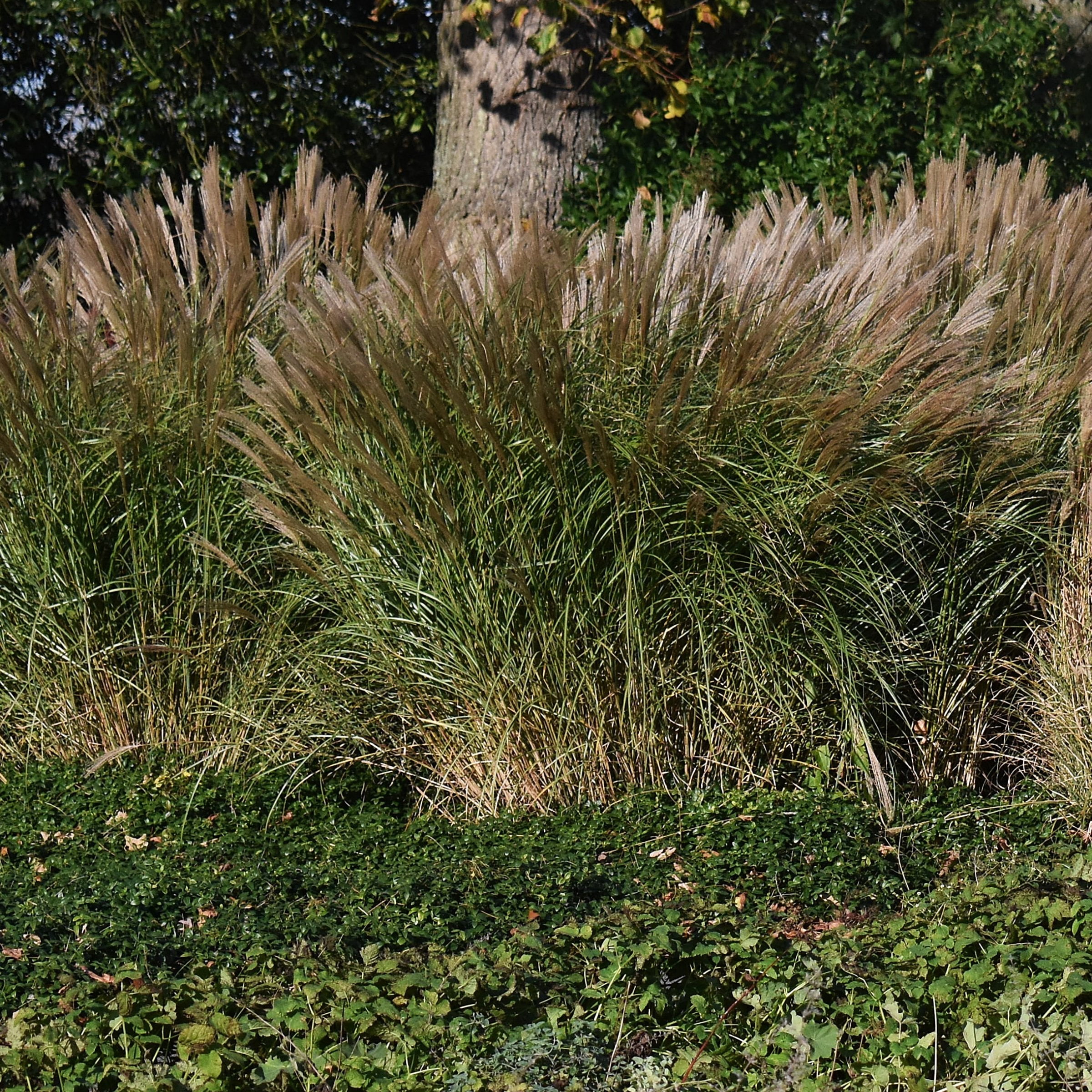 National Plant Network 4 in. Miscanthus Malepartus (3-Pack)