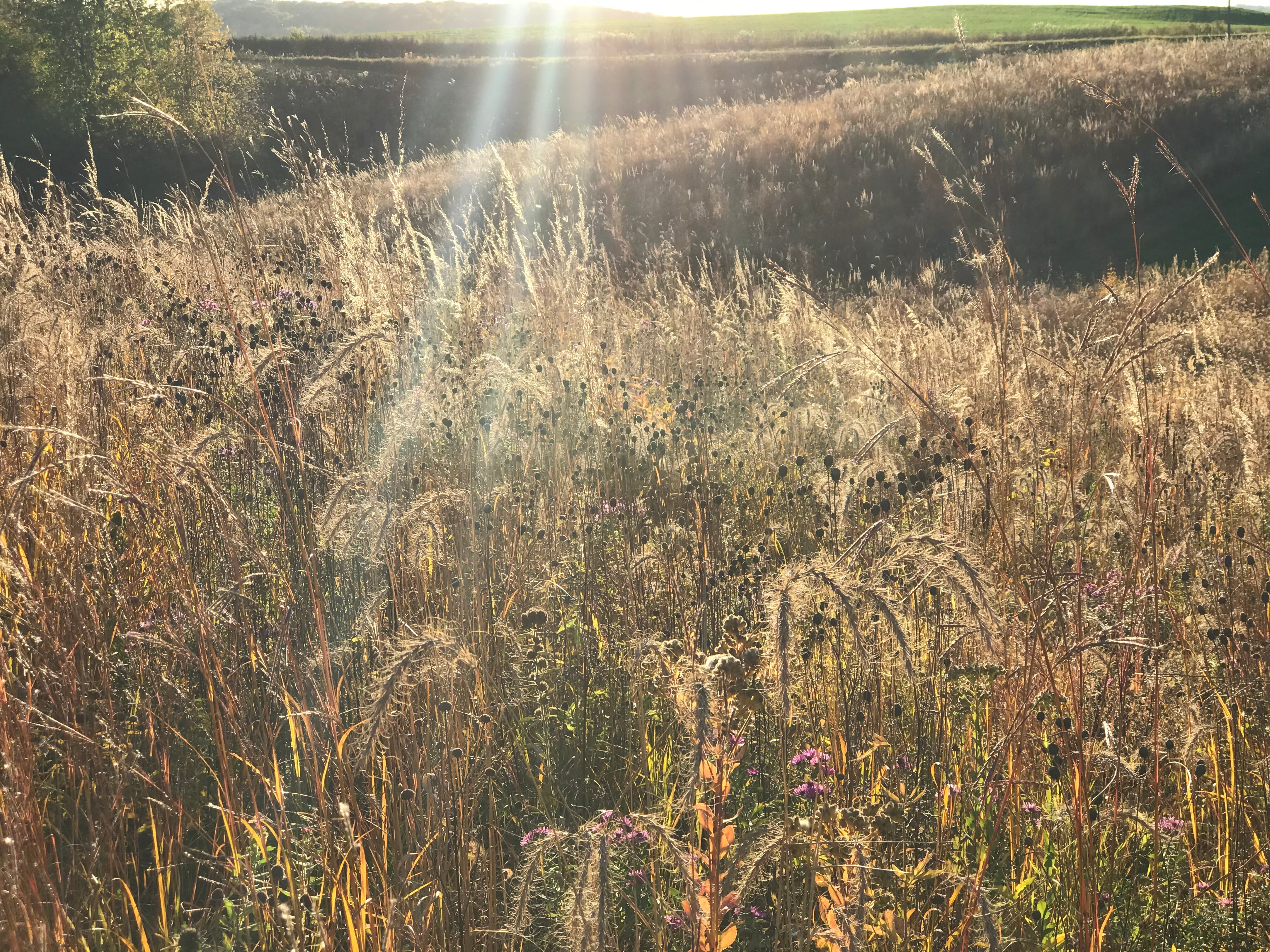 Hale Habitat & Seed Native Grass Seed Refuge, Deer & Wildlife Cover, 1/4 Acre