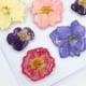 thumbnail image 2 of 20 piezas redondas naturales 5 flores flores reales flores secas para bricolaje Zulema Flores secas prensadas naturales, 2 of 4