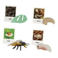 thumbnail image 3 of Figuritas de juguete Macarena ciclo de crecimiento de animales figuras educativas, 3 of 8