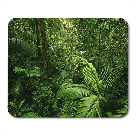 SIDONKU Green Jungle Scene Looking Straight Into Dense Tropical Rain Forest Taken in Costa Rica Rainforest Mousepad Mouse Pad Mouse Mat 9x10