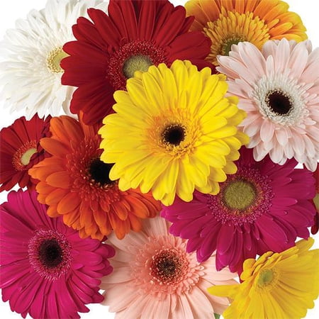 Gerber Daisy–Assorted Colors–Cheerful Blooms 5" Pot (Pack of 4)