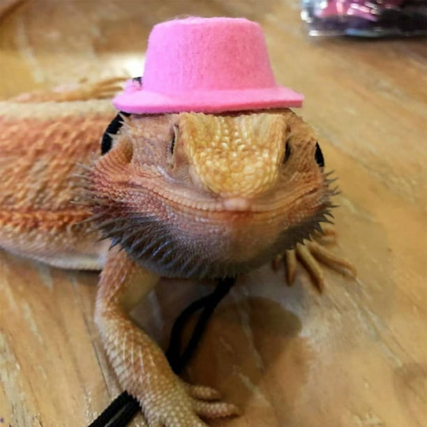 Bearded dragon collar and leash cheap